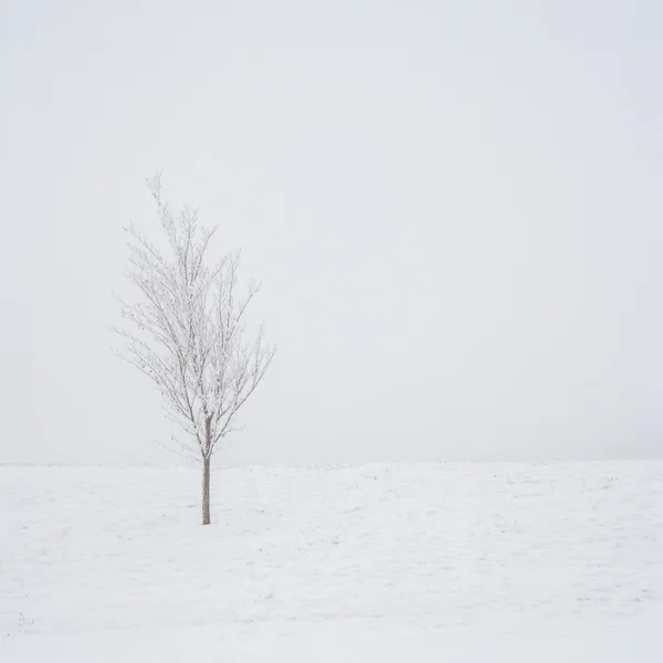 Árbol aislado en una tormenta de nieve — Foto de Stock