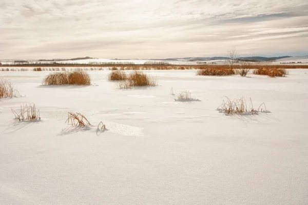 Sneeuw bedekt Marsh — Stockfoto