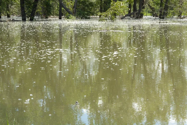 Riflessioni sugli alberi nell'acqua di inondazione — Foto Stock