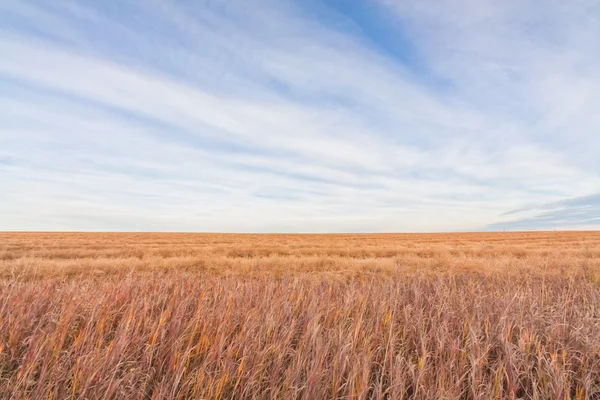 Prairies Prairies — Photo