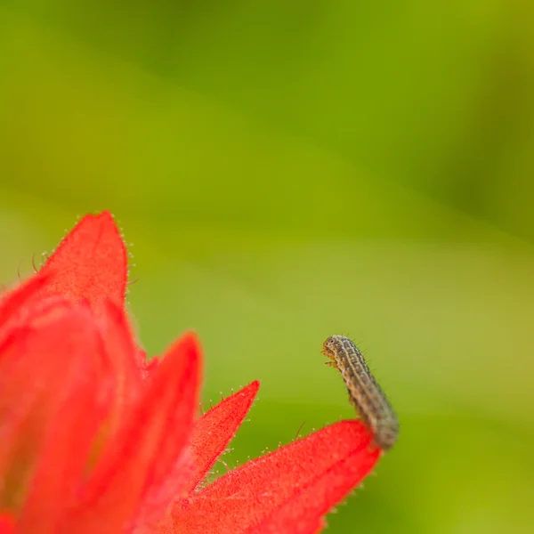 Caterpillar üzerinde kırmızı bir çiçek — Stok fotoğraf