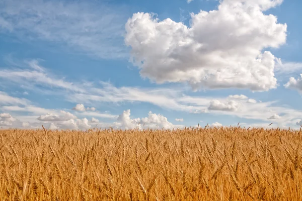 Champ de blé avec nuages au-dessus . — Photo