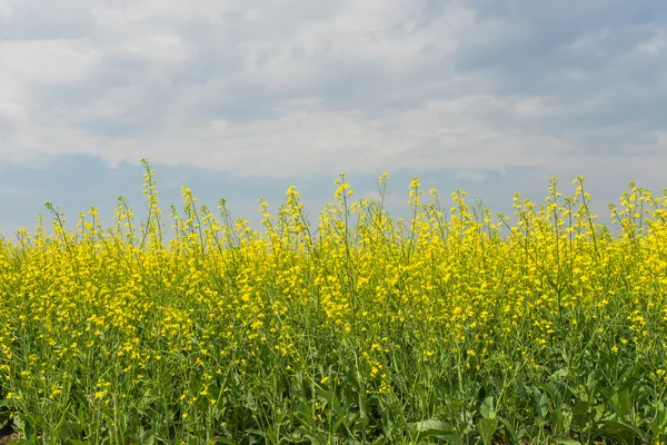 Canola sous un ciel nuageux bleu — Photo