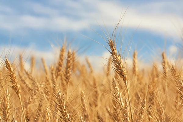 Gros plan sur le blé doré — Photo