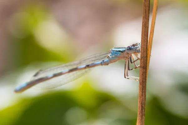 Mouche bleue — Photo