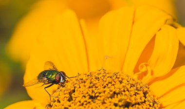 Yeşil şişe sineği bir Kasımpatı üzerinde