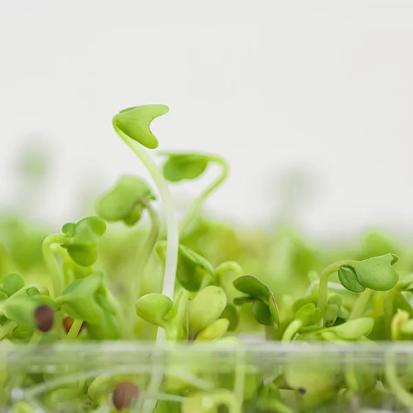 Broccoli spruiten — Stockfoto