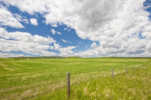 Hek lijn weide landschap — Stockfoto