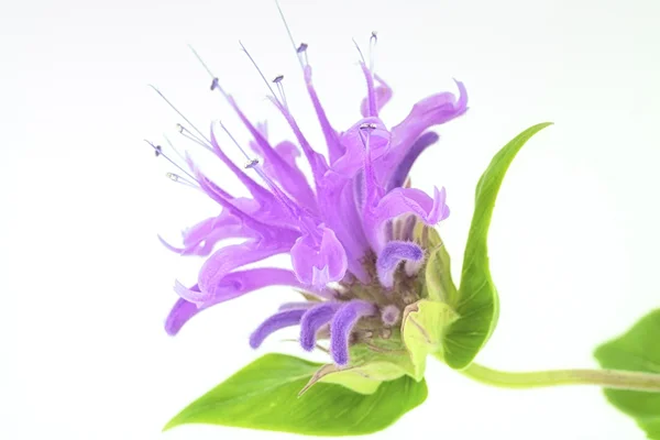 vahşi bergamot