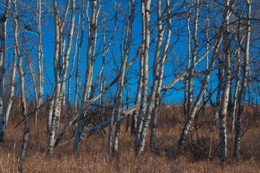 Beyaz huş ağacı koru