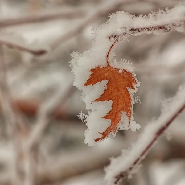 Покрытый снегом осенний лист — стоковое фото