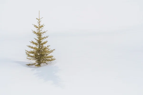 Un albero solitario nella neve — Foto Stock