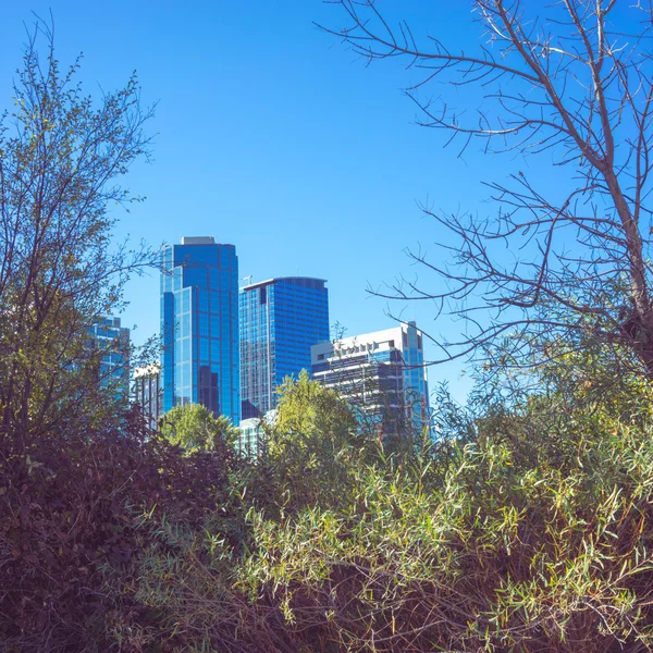 Blue Buildings Framed by Trees — Stock Photo, Image