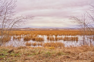 Marshy Autumn Landscape