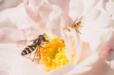 Hoverflies üzerinde pembe Gül
