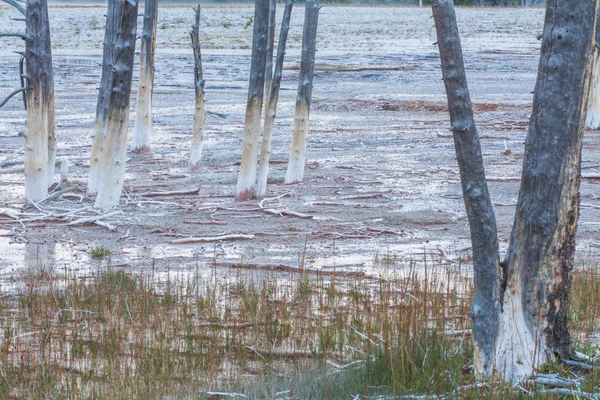 Pini morti Lodgepole in erba — Foto Stock