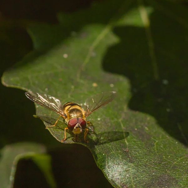 Schwebfliege auf einem Blatt — Stockfoto