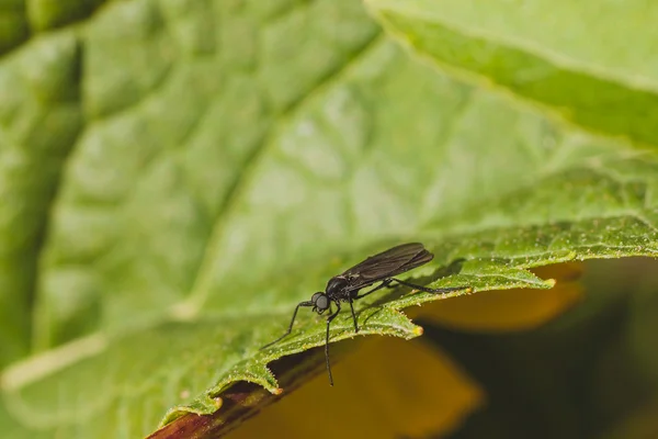 March Fly on Green Leaf — Stock Photo, Image