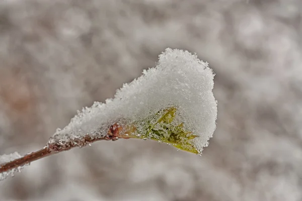 Knopp täckt av snö — Stockfoto