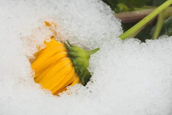 Pokryte śniegiem chryzantemy — Zdjęcie stockowe