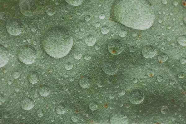 Gotas abstractas en la hoja —  Fotos de Stock