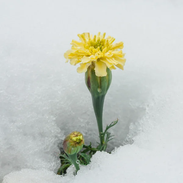 Crisântemo Amarelo Rodeado por Neve — Fotografia de Stock