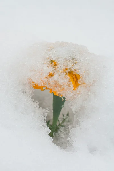 Parasol śnieg — Zdjęcie stockowe