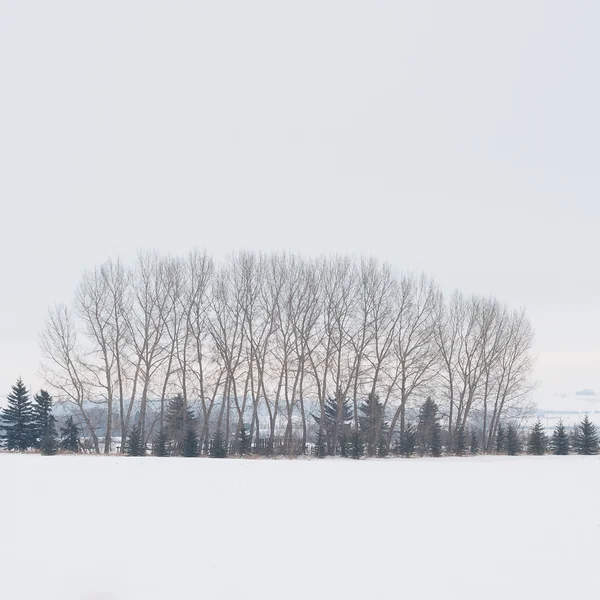 Winter Tree Grove — Stock Photo, Image