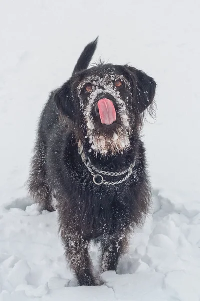 Labradoodle Licking Nose — Stock Photo, Image