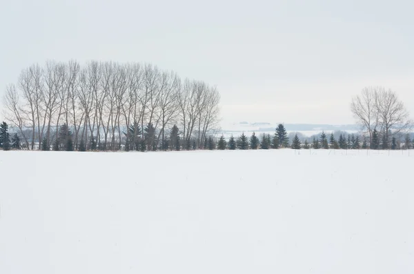 木の茂みの冬の風景 — ストック写真