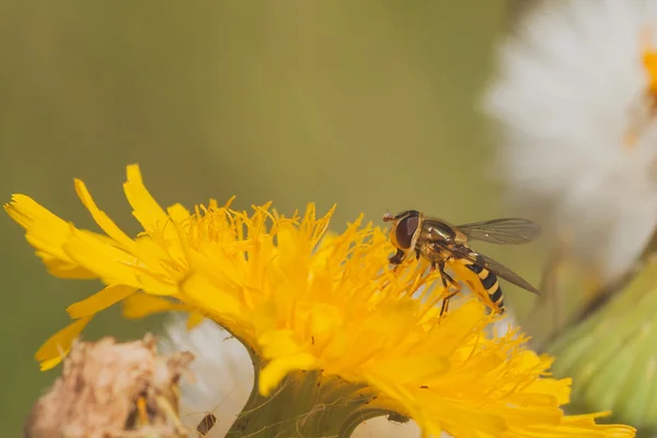 Hoverfly on Dandelion — Stock Photo, Image