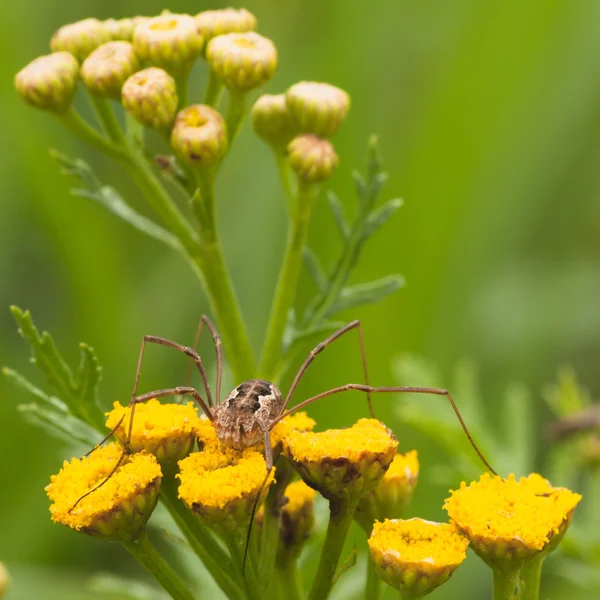 Papa lange Beine auf Stiefmütterchen Blume — Stockfoto