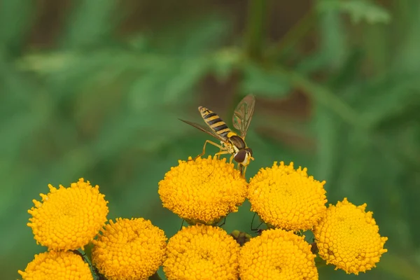 Volare su Tansy Flower — Foto Stock