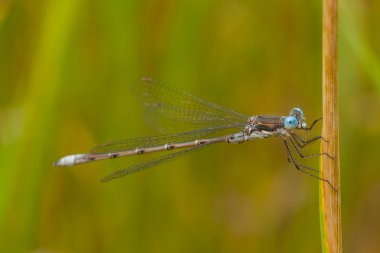 Mavi kızböcekleri makro