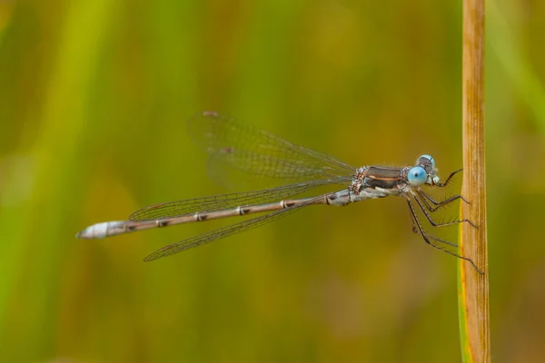 Blue Damselfly — стоковое фото