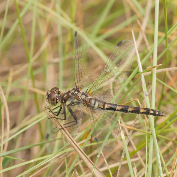 Коричневый Darner стрекоза — стоковое фото