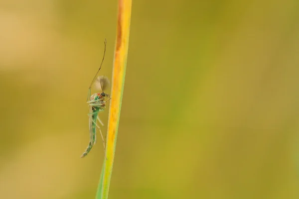 Midge çimenlerin üzerinde