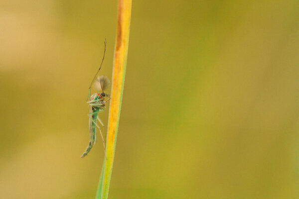 Midge on Grass