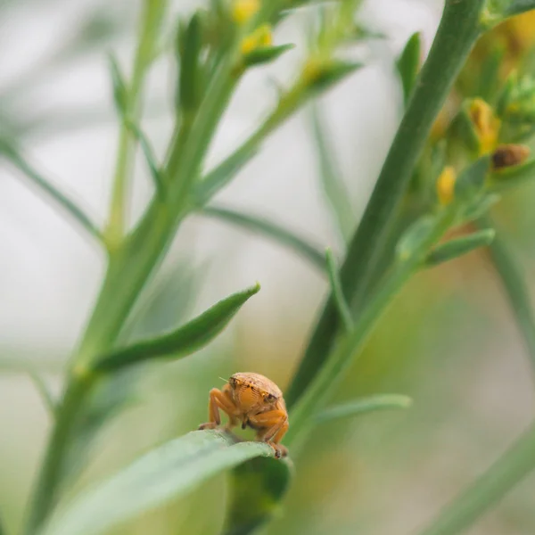 Yaprak Hopper makro — Stok fotoğraf