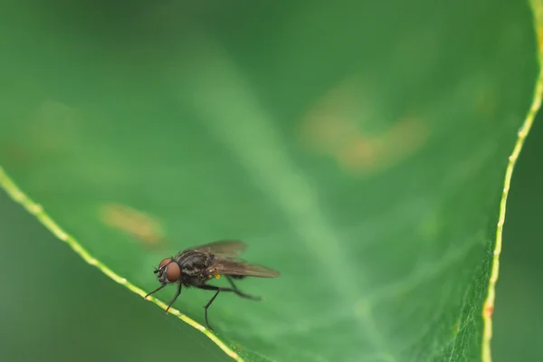 Großäugige Fliege — Stockfoto