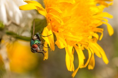 Karahindiba üzerinde yeşil şişe