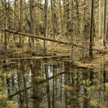 Ormandaki ölü odun