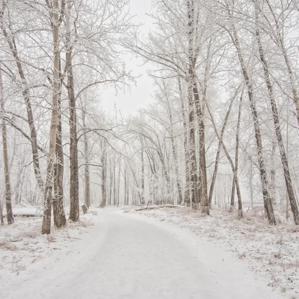 Caminho de Inverno Coberto de Neve — Fotografia de Stock