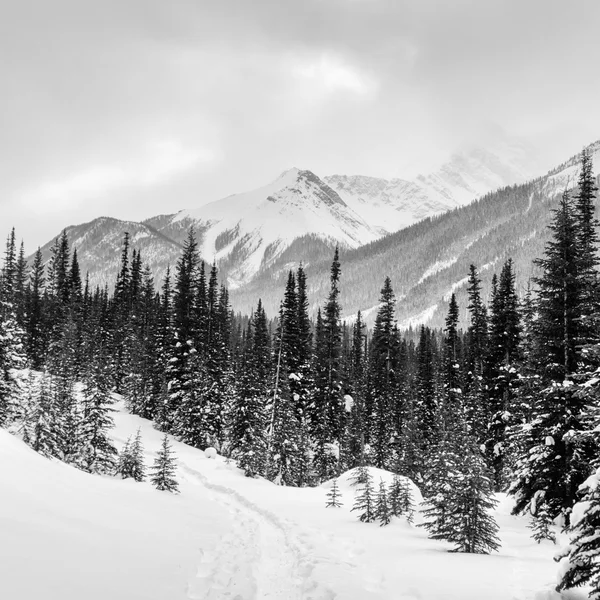 L'hiver dans les Rocheuses canadiennes — Photo