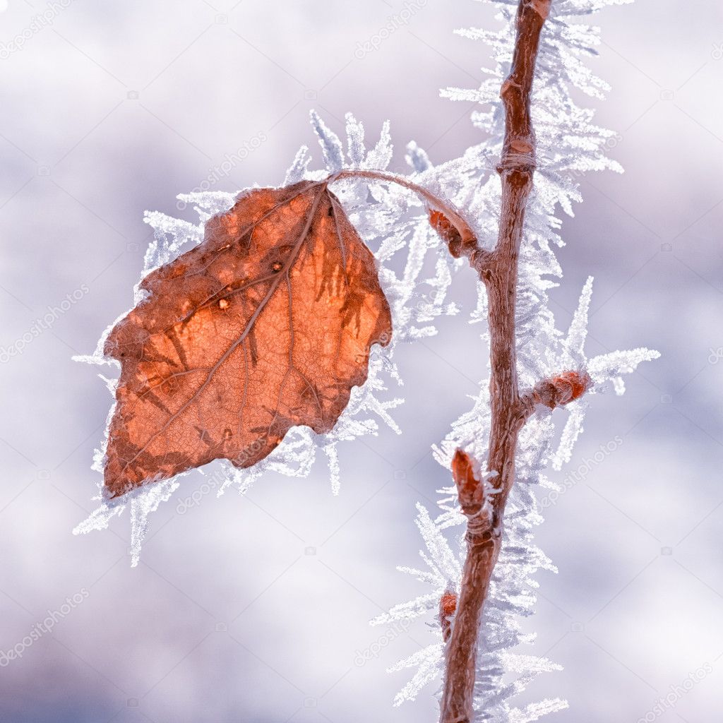 Leaf Covered in Hoarfrost