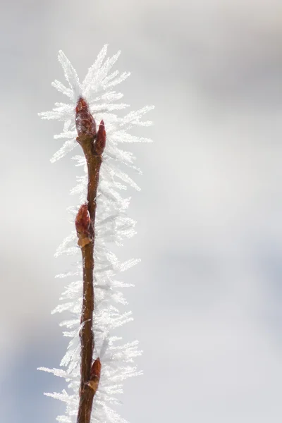 Hoar Frost på spirande kvist — Stockfoto