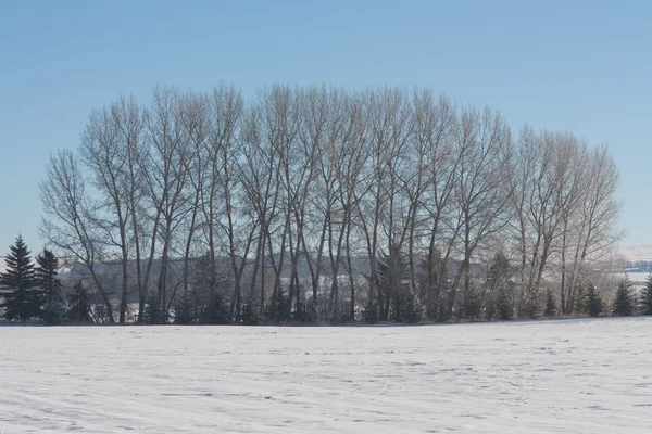 Tree Grove in de Winter — Stockfoto