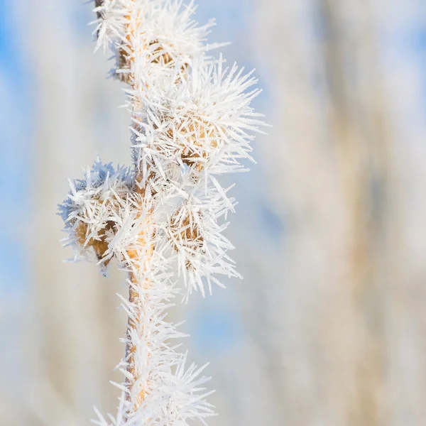 Kış Hoar Frost makro — Stok fotoğraf