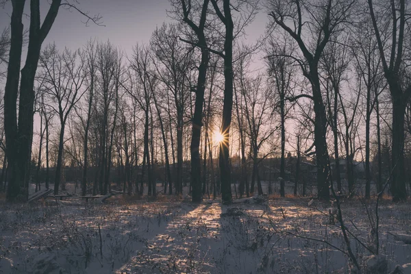 Paisaje del anochecer de Starburst a través de los árboles — Foto de Stock