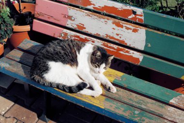 Kedi güneşleniyor ve renkli bankta yatıyor. Komik hayvan konsepti